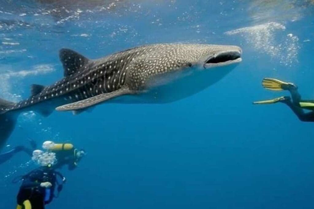 things to do in Cancun