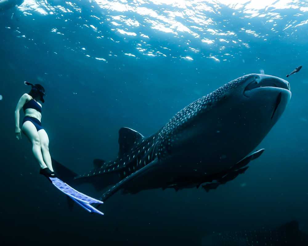 mexico whale watching