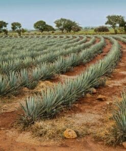 Guadalajara Tours