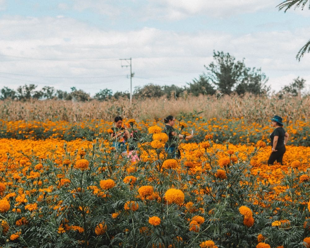 oaxaca marigold farm tour