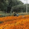 oaxaca marigold farm tour