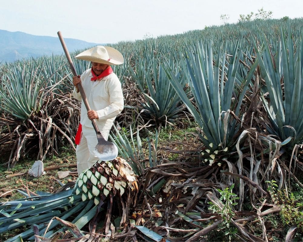 Oaxaca Mezcal Tour