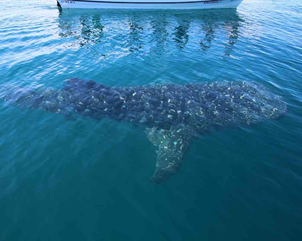 things to do in la paz mexico