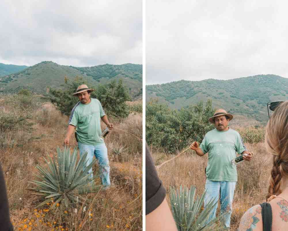 best mezcal tour oaxaca