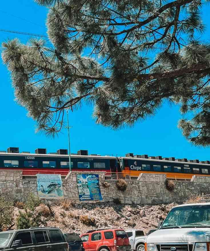 copper canyon chihuahua