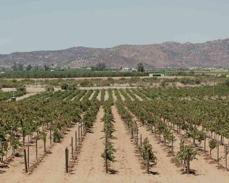 17 best wineries in Valle de Guadalupe: tasting guide with prices