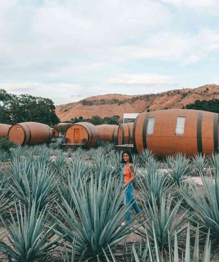 Tours to Tequila from Guadalajara
