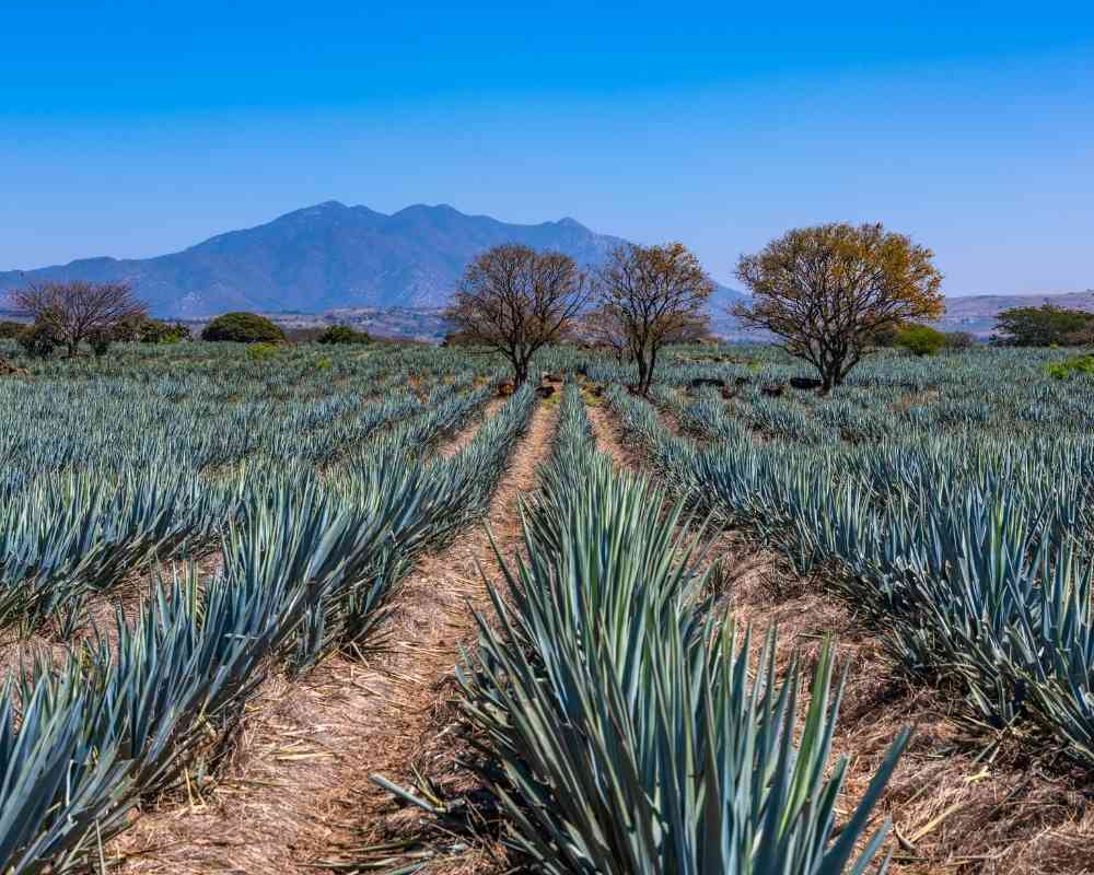 Tequila Tour Guadalajara Mexico