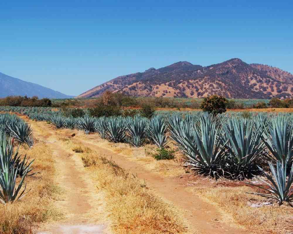 tequila mexico