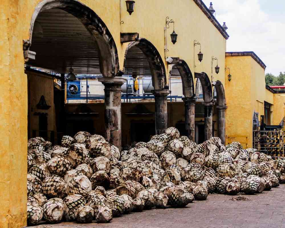 Tours to Tequila from Guadalajara