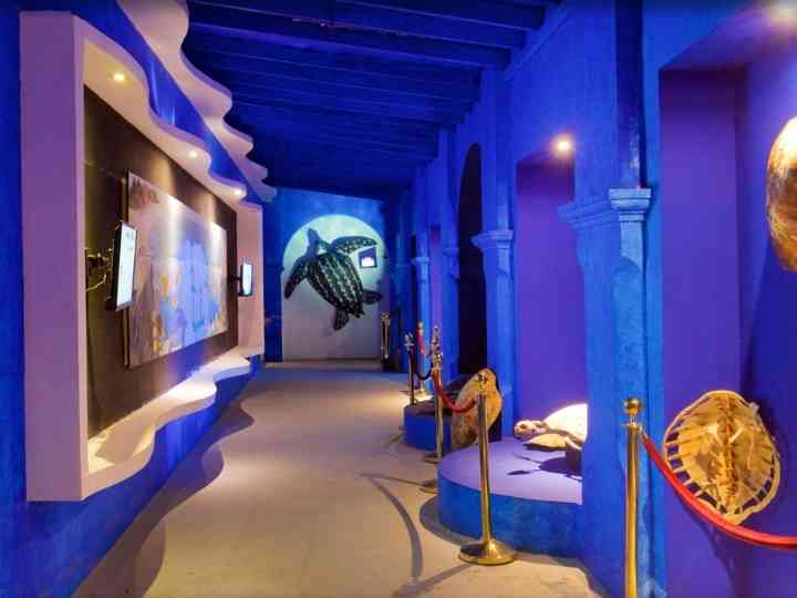things to do in baja california sur