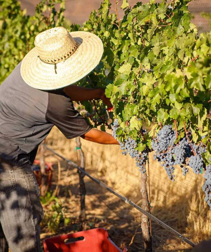 ensenada wine