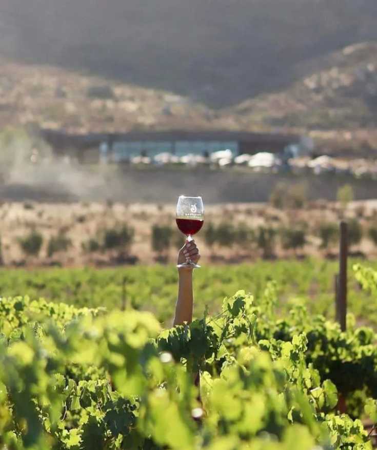 ensenada wineries