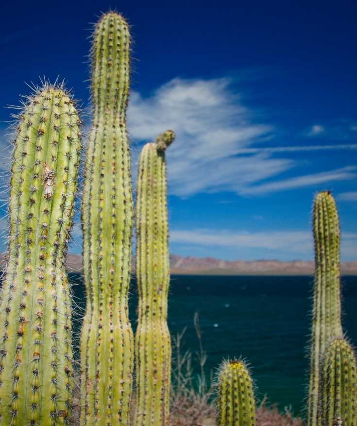 Be a smart traveler: the term “Baja Mexico” explained