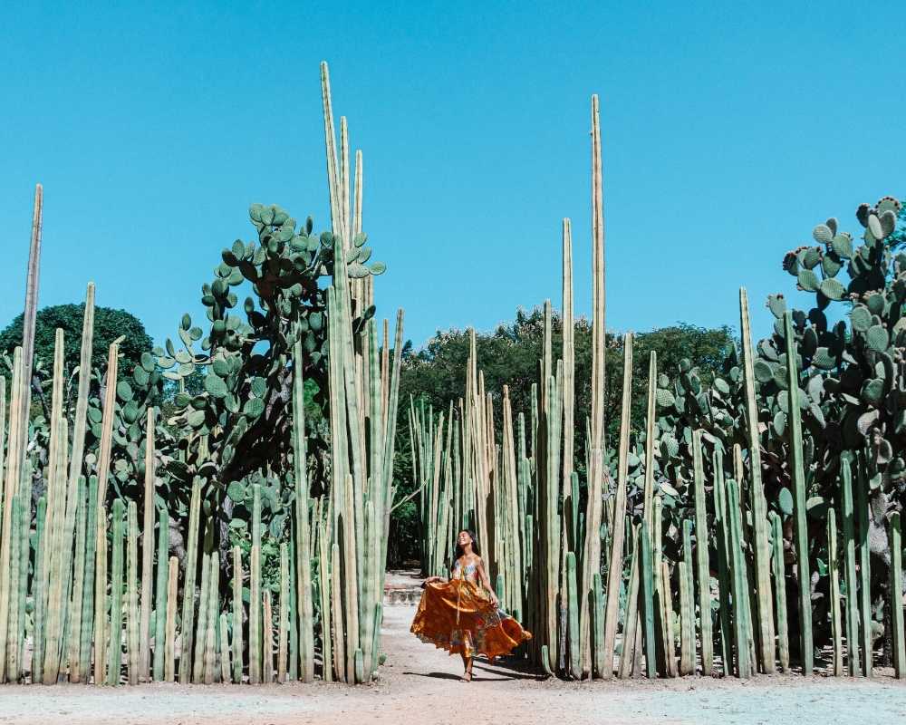 ethnobotanical garden oaxaca