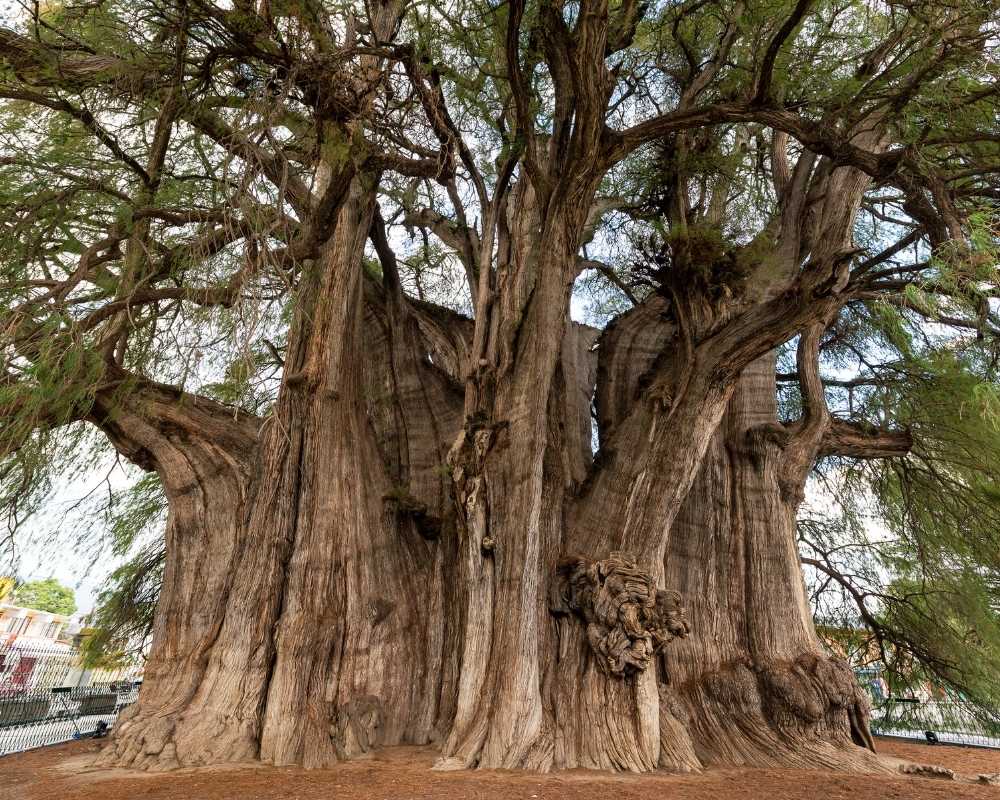 oaxaca attractions