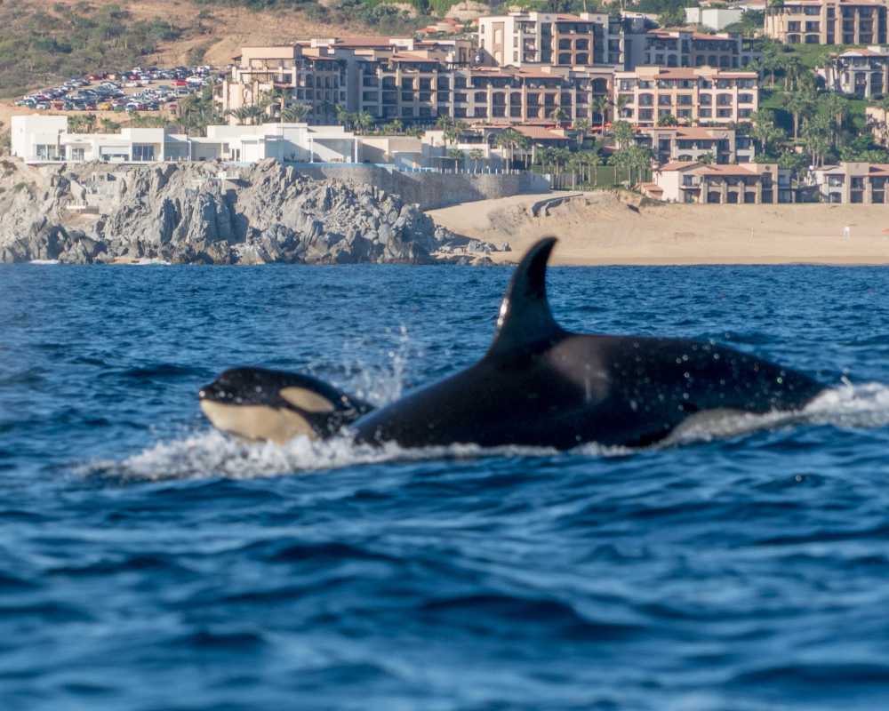 la paz boat tours