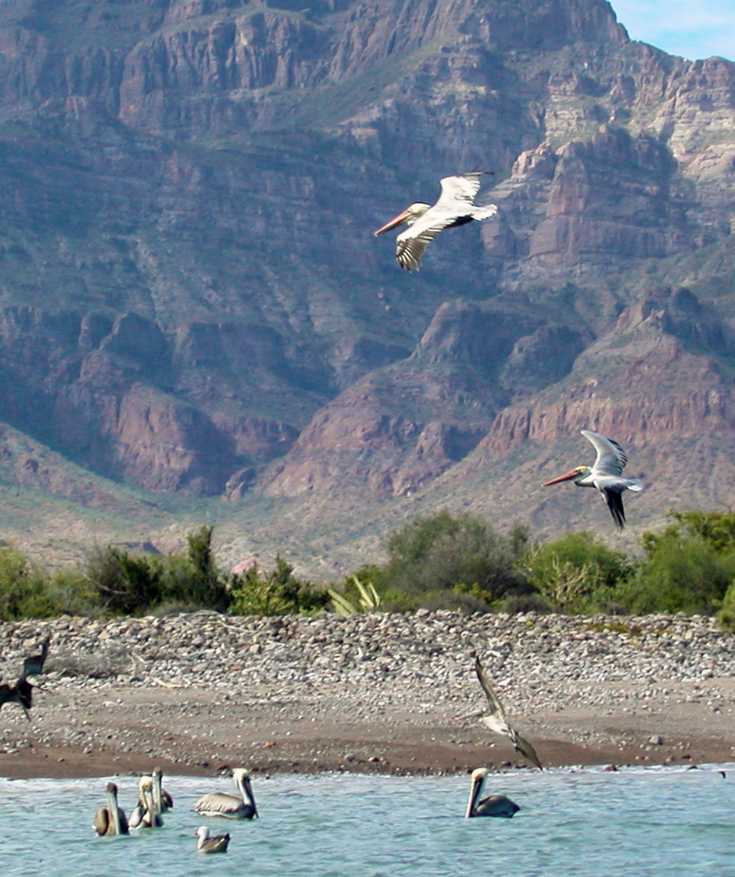 things to do in la paz mexico