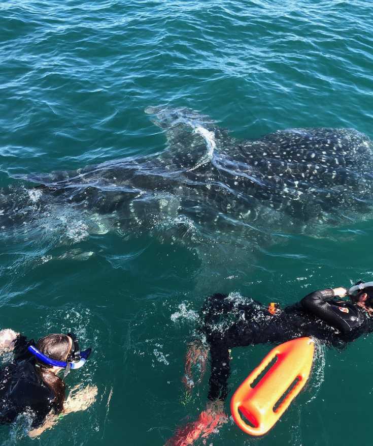 la paz boat tours