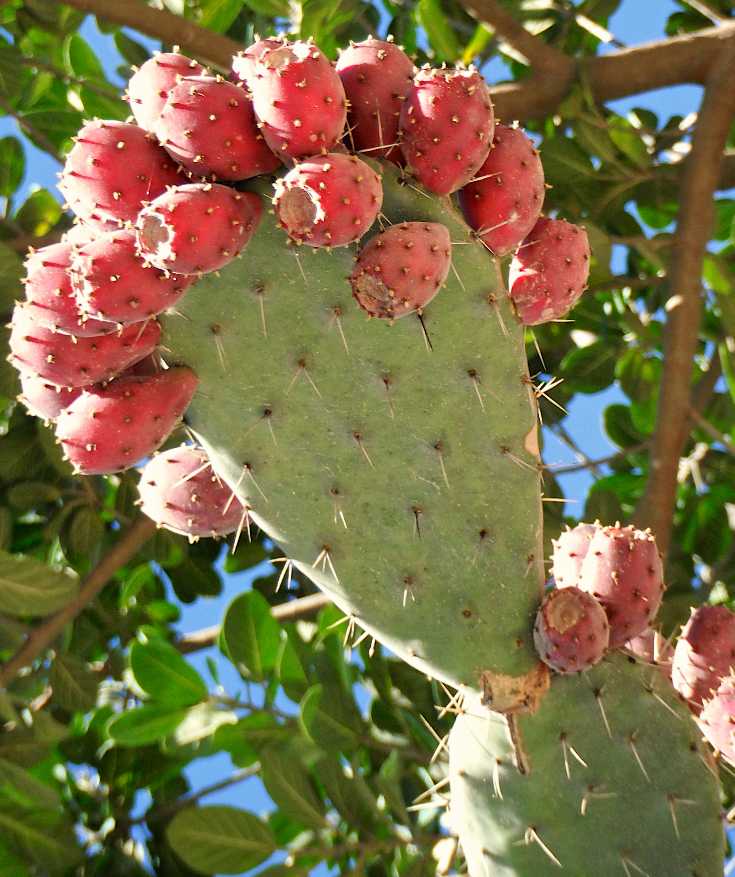 food from oaxaca