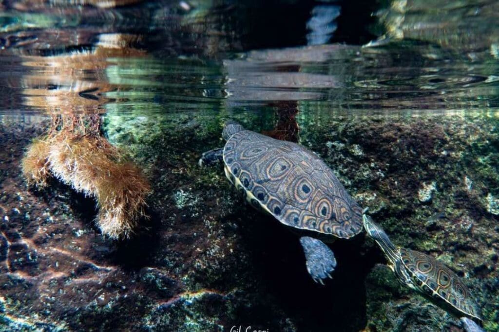 Gran Cenote