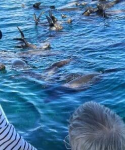 Alternative view of [La Paz] Cruise to Espiritu Santo Island and Balandra Beach