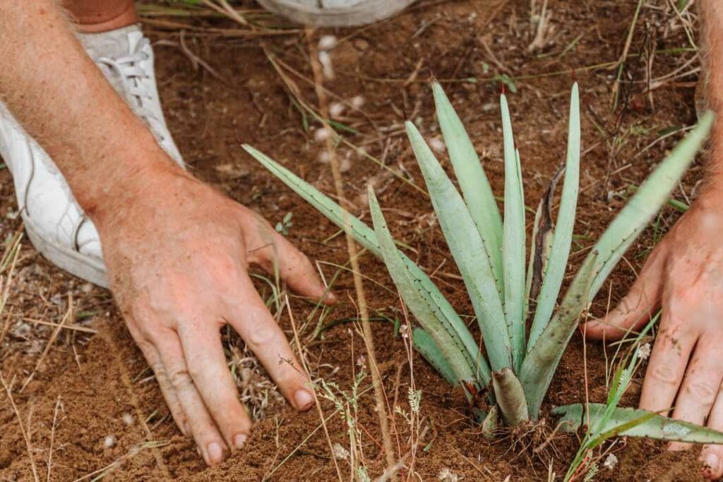 Mezcalerias in Oaxaca