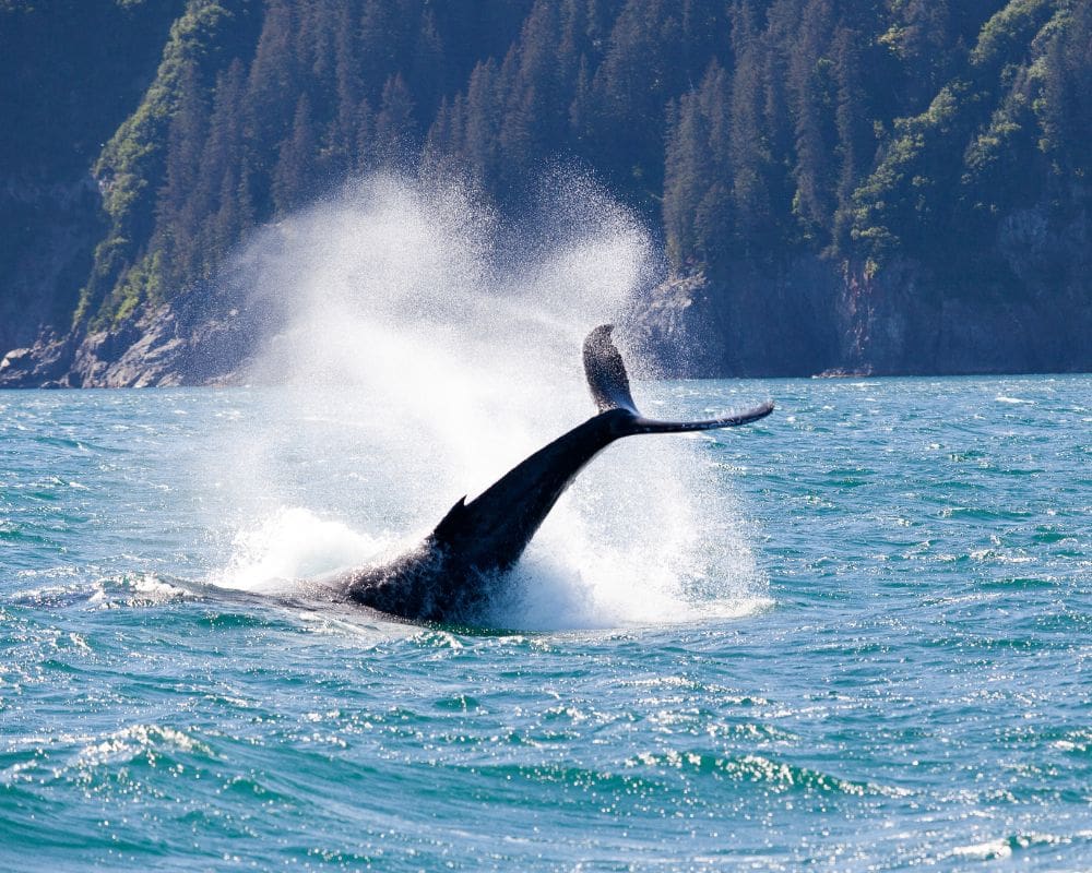 Puerto Vallarta Boat Tours