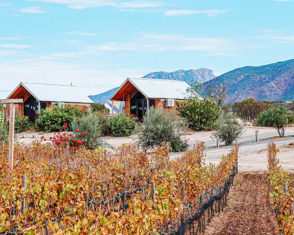Valle de Guadalupe Wineries