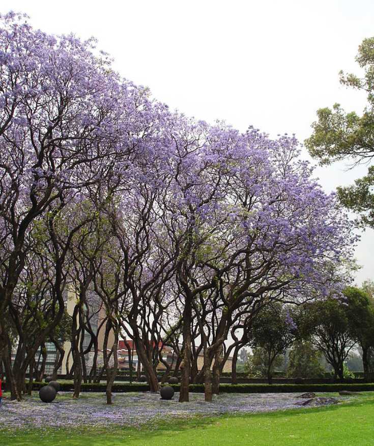 Best time to visit Mexico City