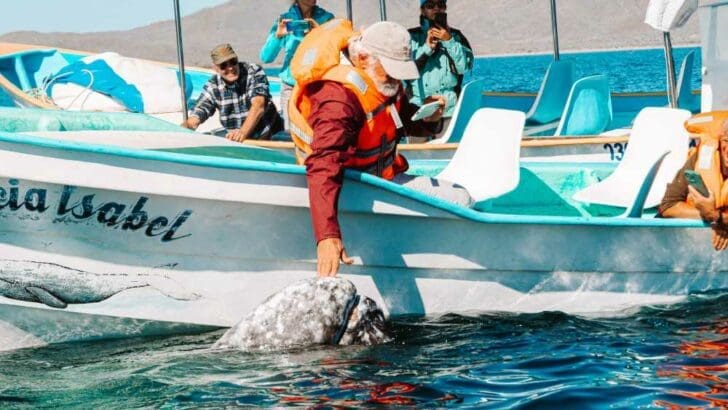 whale watching in mexico