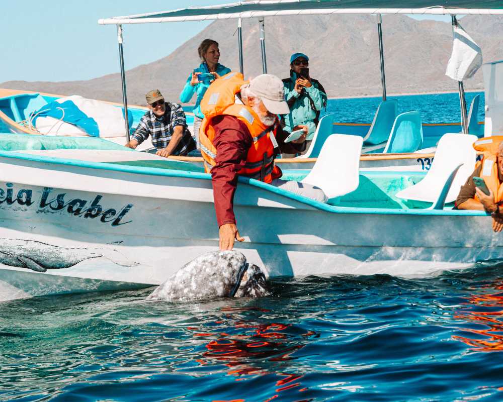 whale watching in mexico