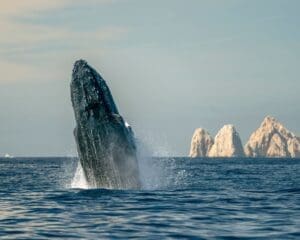 Best time to visit Cabo San Lucas - Mexico Insider