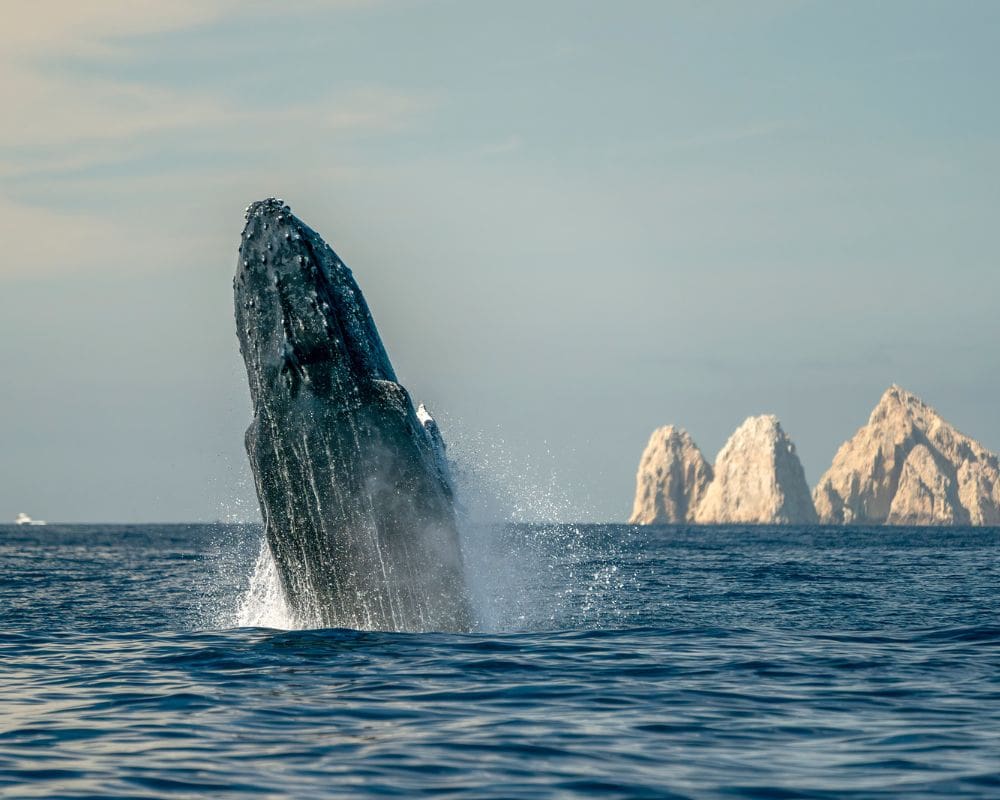 Best time to visit Cabo San Lucas - Mexico Insider