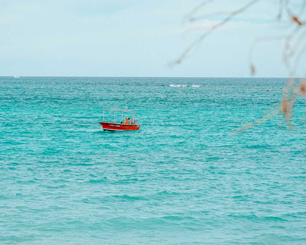 whale watching in mexico