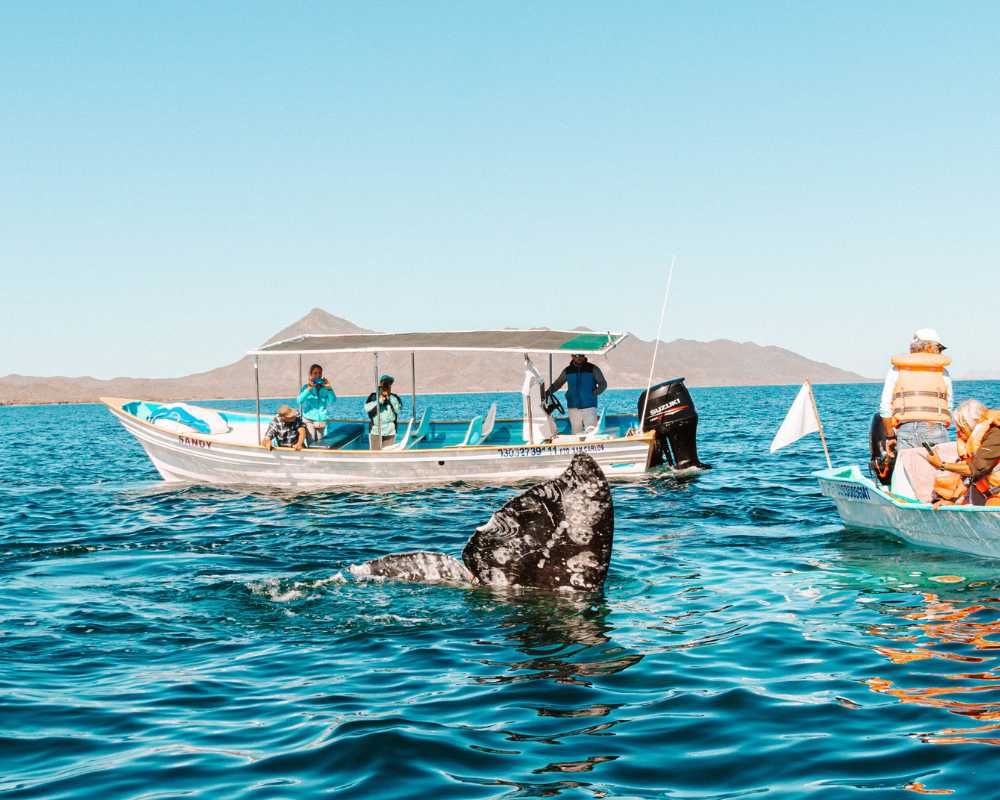 cabo whale watching tour