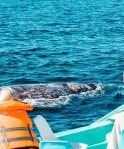 cabo whale watching tour