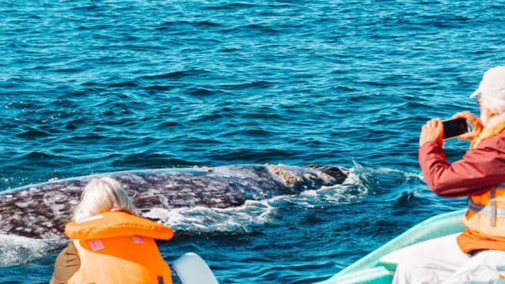 cabo whale watching tour