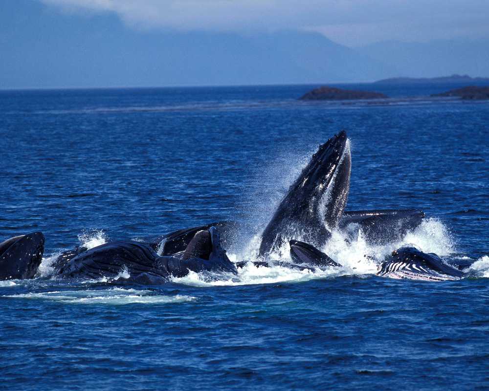 whale watching in mexico