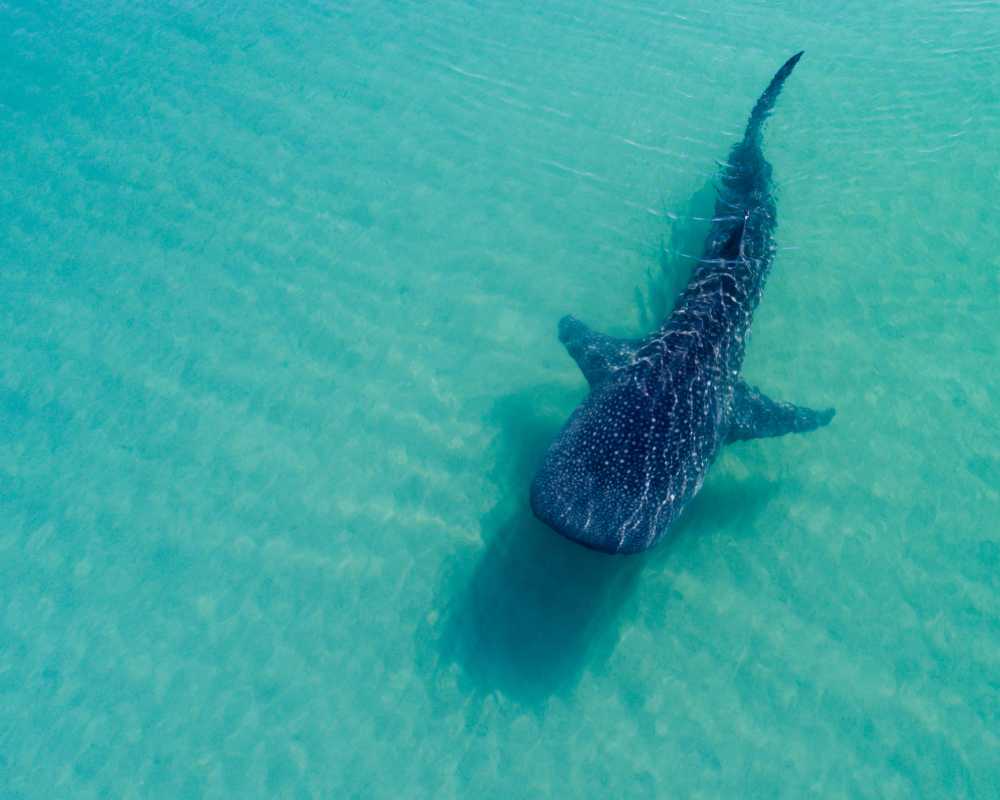 whale watching in mexico