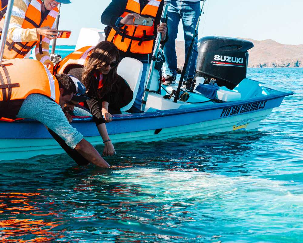 whale watching in mexico