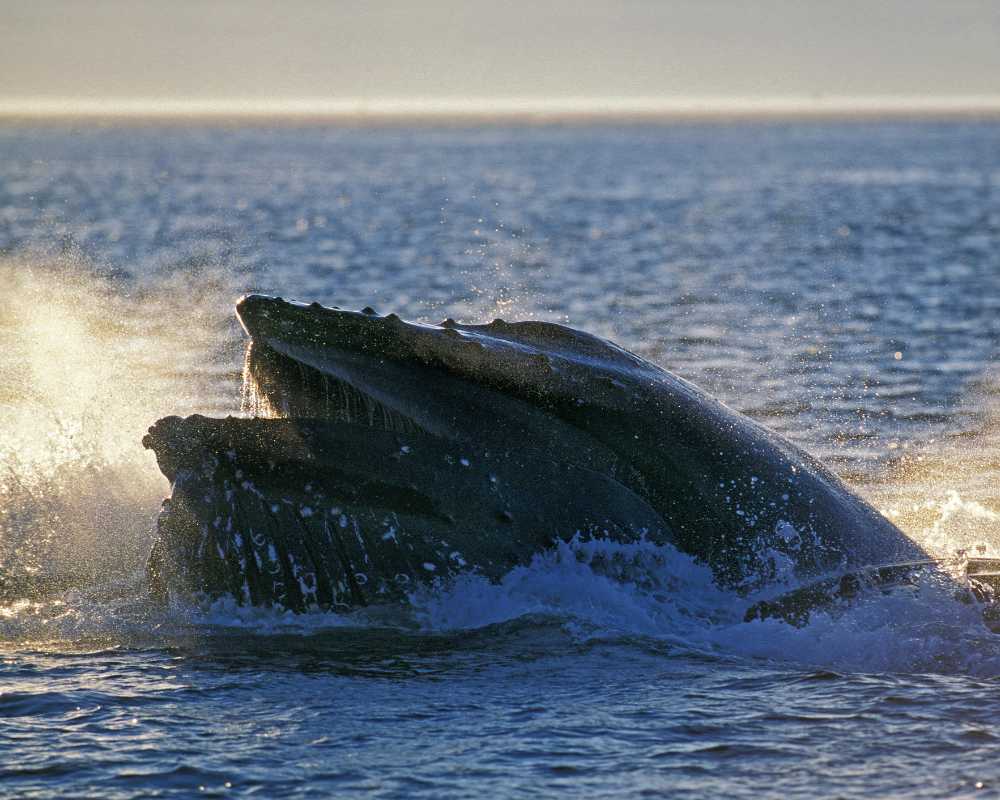 whale watching in mexico