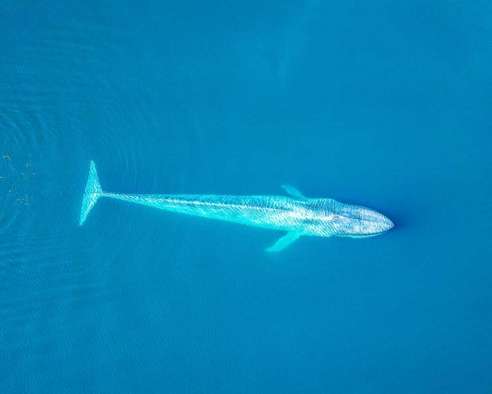 whale watching in mexico