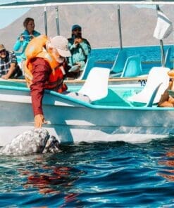 Alternative view of Oceanic Odyssey: Cabo's Premier Whale Watching Tour