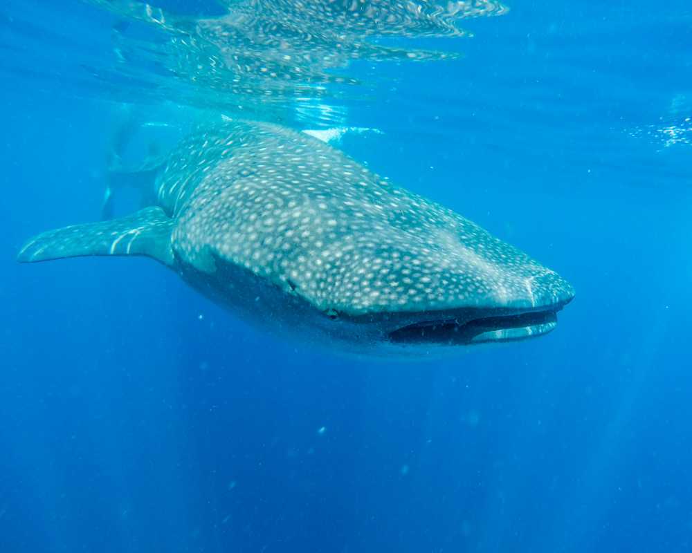 whale watching in mexico