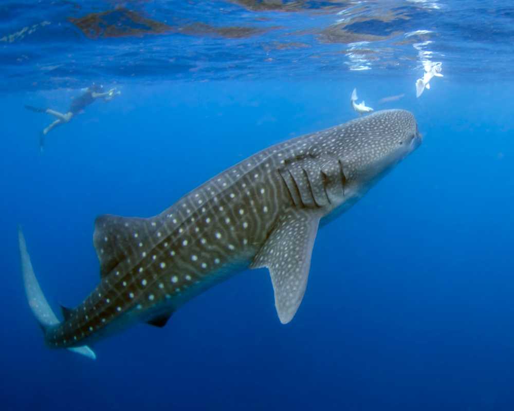 whale watching in mexico