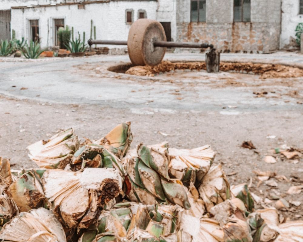 mezcal in guanajuato