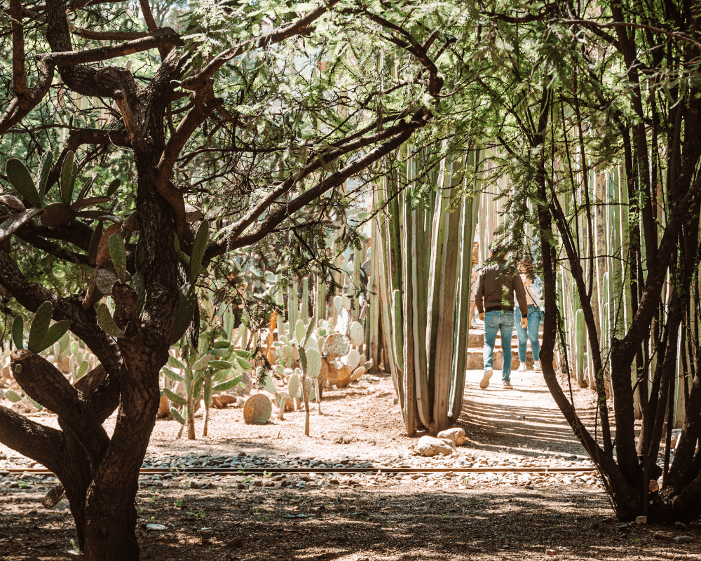 Oaxaca Ethnobotanical Garden