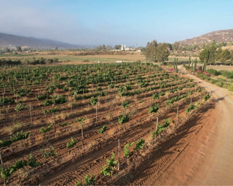 Malagon Winery Valle de Guadalupe Baja California Mexico