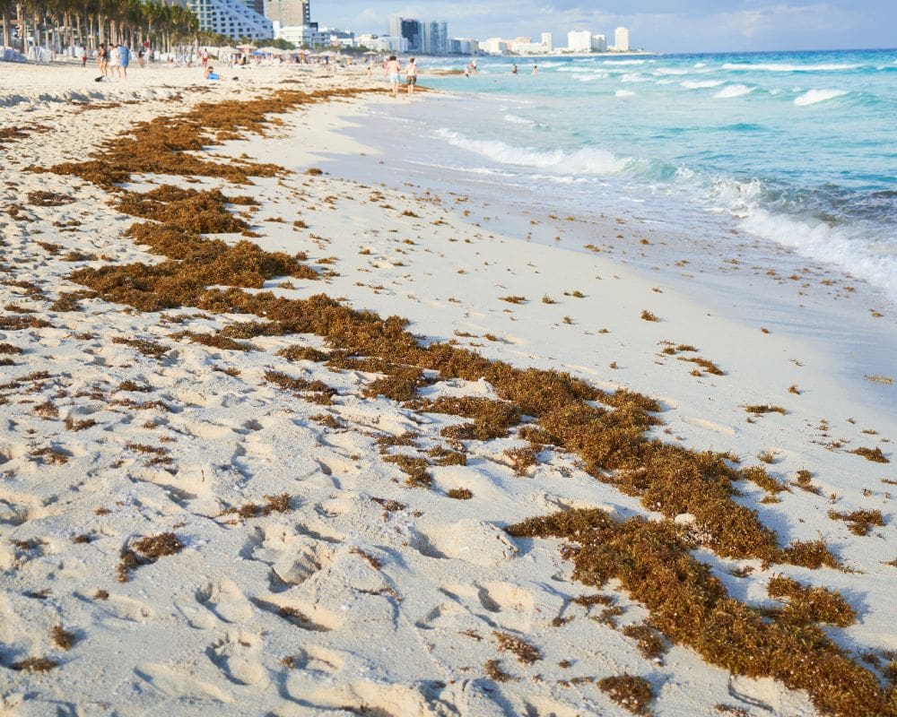 Seaweed in Cancun